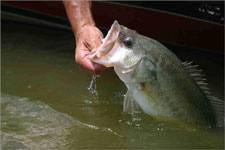 Big mouth bass from Norfork lake