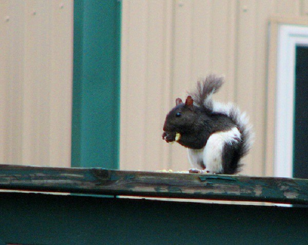 Black and white squirrel at Three Oaks Resort