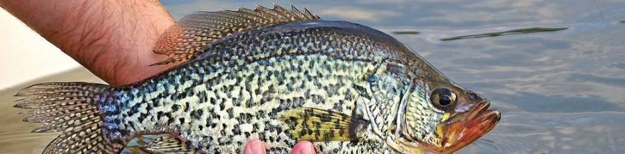 Crappie Norfork Lake