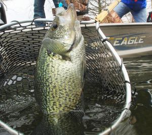 Crappie in net Norfork Lake