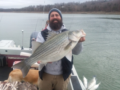 Fisherman with huge hybrid striped bass on Norfork Lake