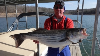 Fisherman with Norfork lake trophy striped bass.