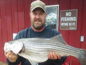 Man with nice striped bass caught on Norfork Lake