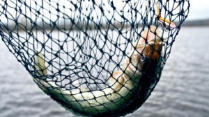 Walleye fish caught in net