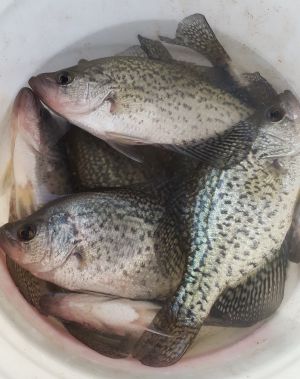 Crappie in pail Norfork Lake