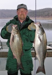 Fisherman with striped & hybrid bass norfork lake