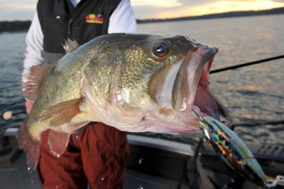 Bass caught with jig in mouth